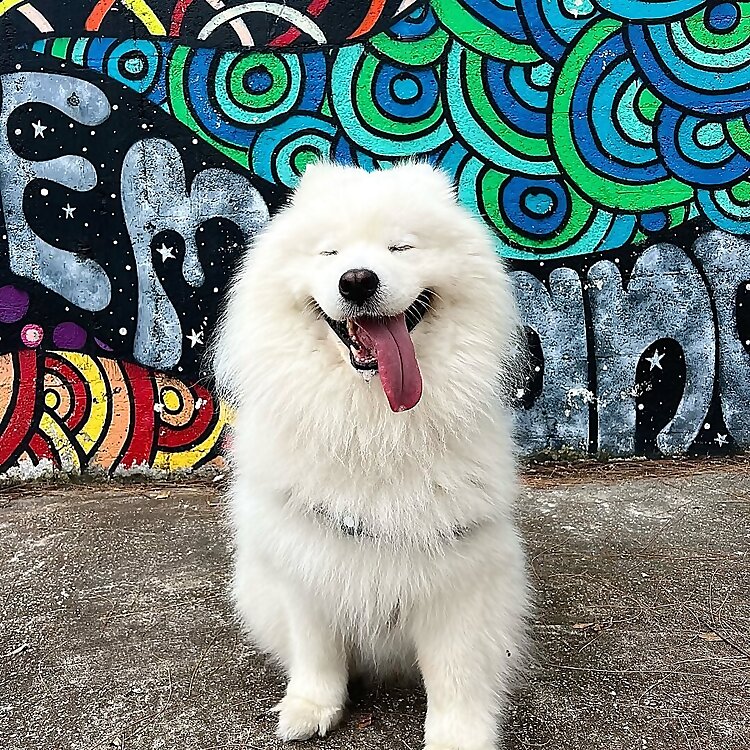 Mr. Louis Samoyed