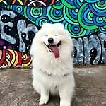 Mr. Louis Samoyed