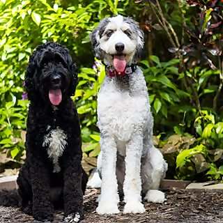 Birdie & Cinder