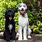 Birdie & Cinder