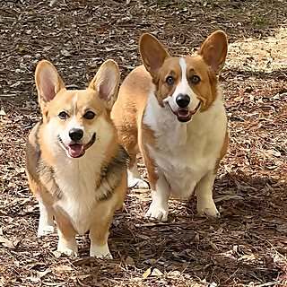 Maui & Alfie
