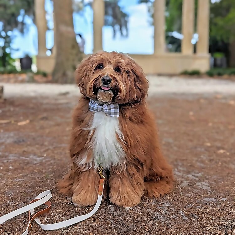Gryffin 