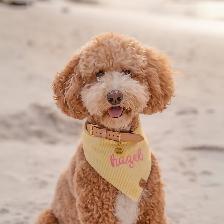 Hazel 
