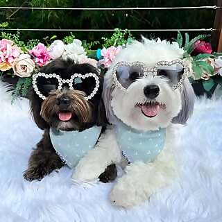 Ted & Piper 