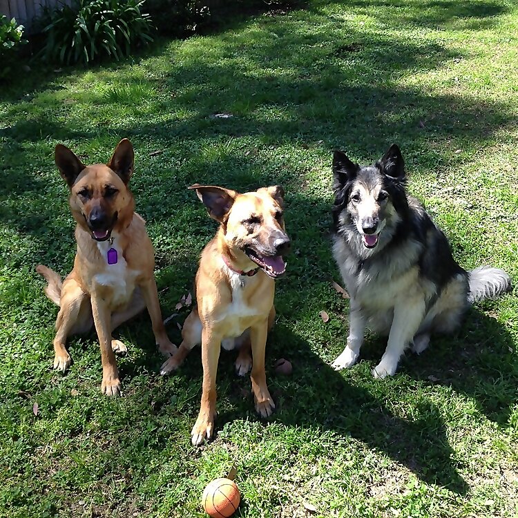 Australiandoglover