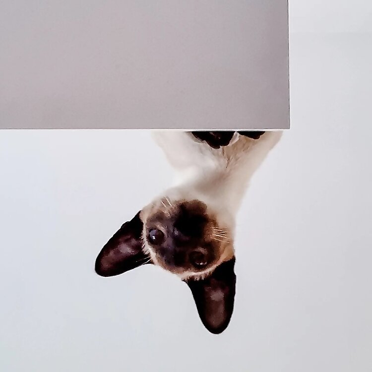 Siamese 