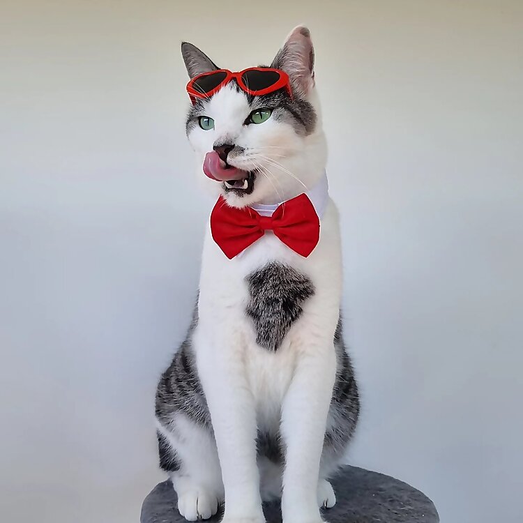 Zara, Nitro & Bluebell 