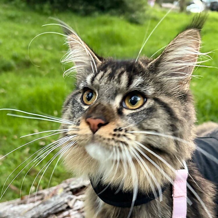 Tabby