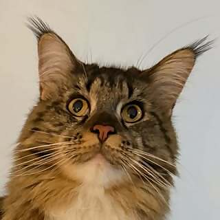 Tabby