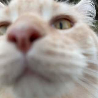 Tabby