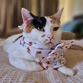 kora