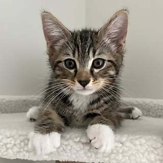 Jojo Catsu