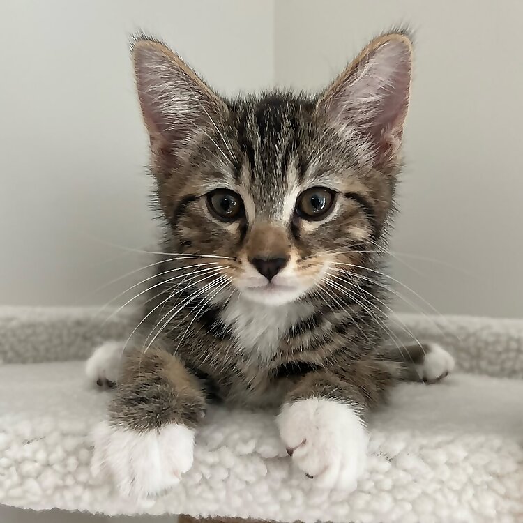 Jojo Catsu