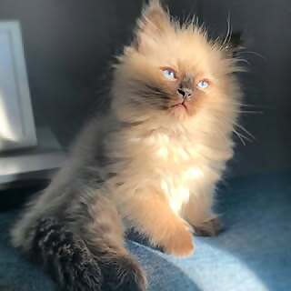 Ragdoll Neo