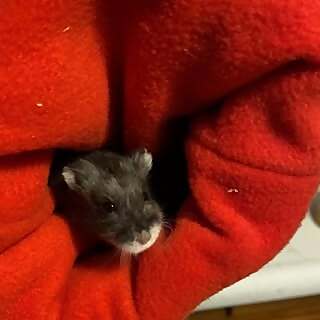 hamstermom
