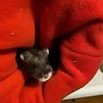 hamstermom
