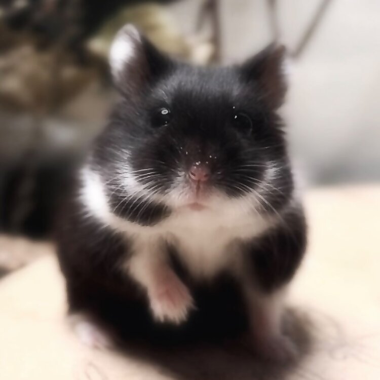 Luna & Vinnie