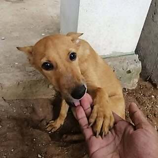 Street Dogs Of Bombay