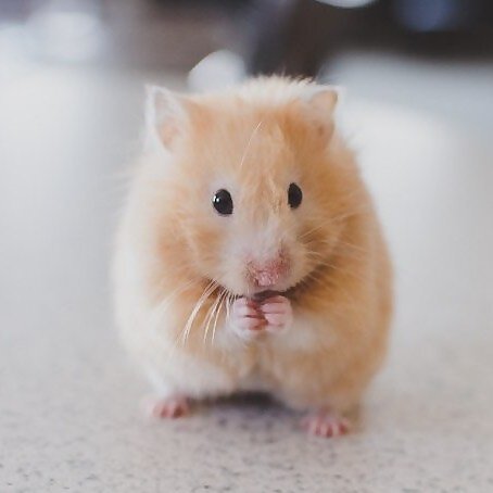 Hamstersaw