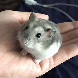 Littlehamchan