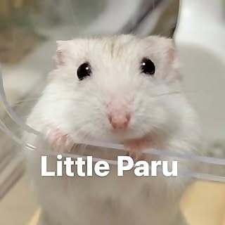 Paru