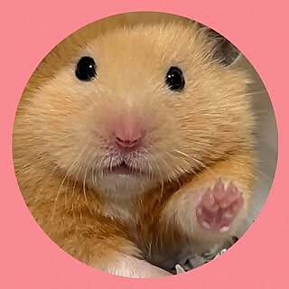 Mochi & Cheese