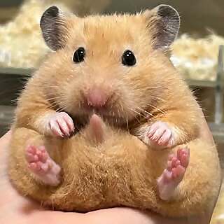 Gonbe & warabi & oden 