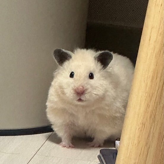 Ggukoooo