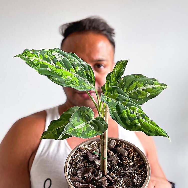 Bahrain Plant Guy