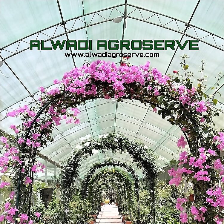 AlWadi Agroserve
