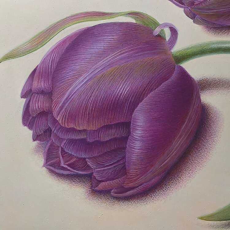 Carrie Di Costanzo