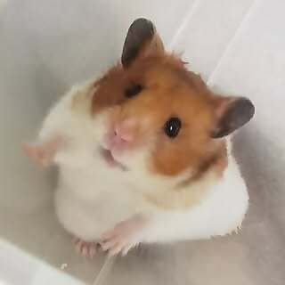 Vivian