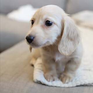 Watson The Dox 