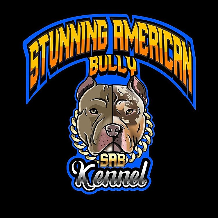 American Bully