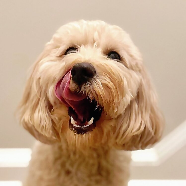 Oscar