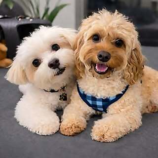 Asher & Barley