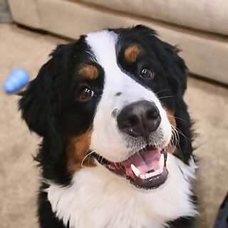 Nash