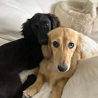 Franklin & Milo