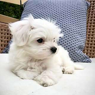 Mochi Floof