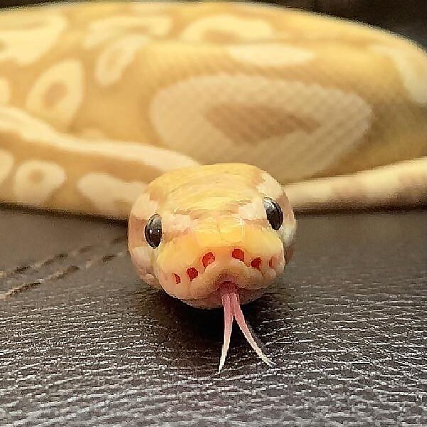 Monty