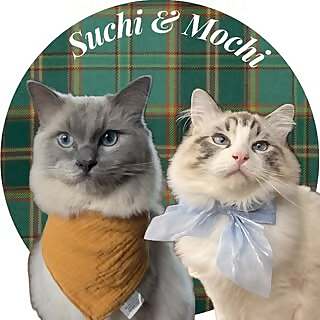 Sir Suchi