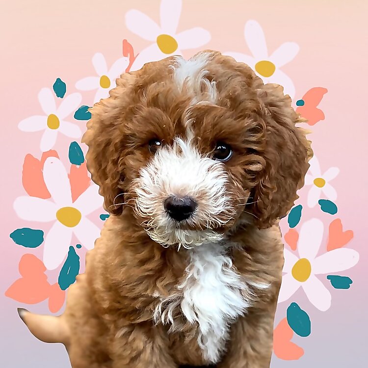 Ollie Lee