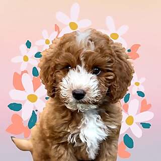 Ollie Lee