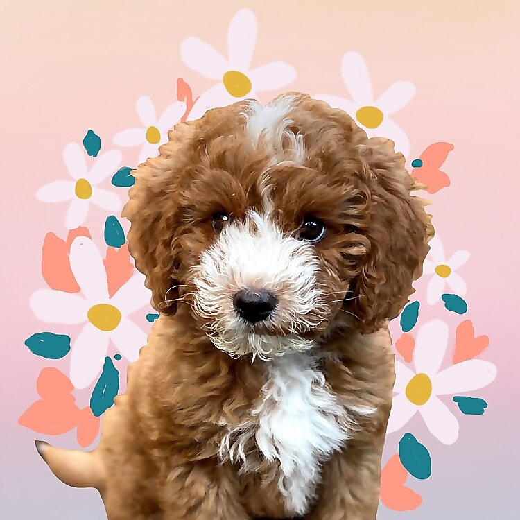 Ollie Lee