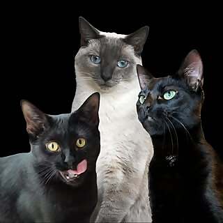 Arty, Midnight & Boo