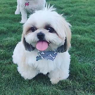 Harvey