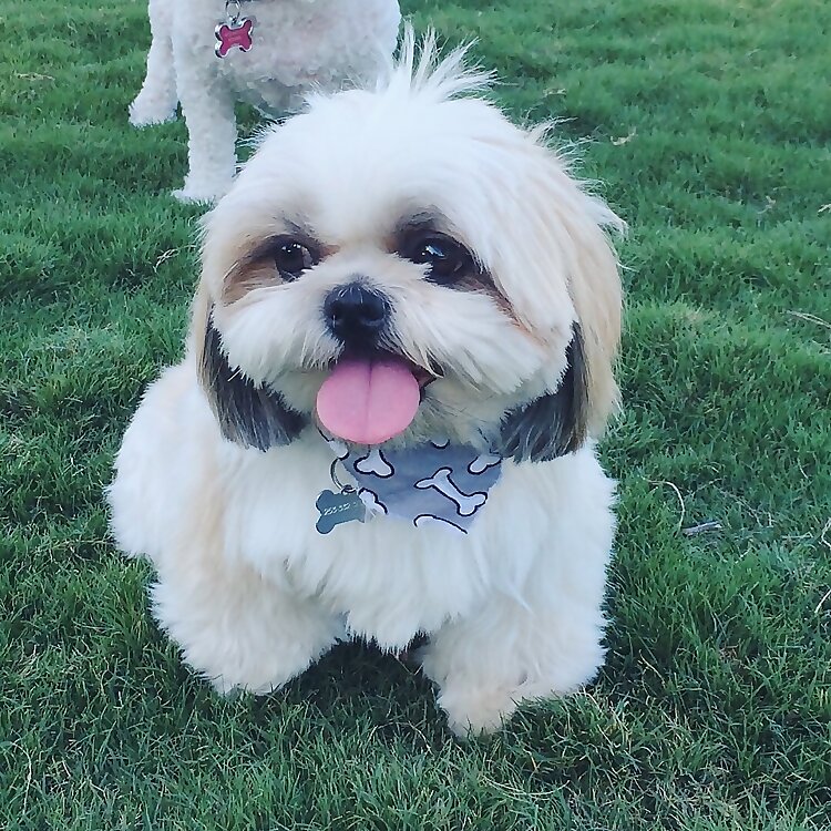 Harvey