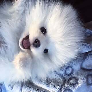 Mochi & Miso