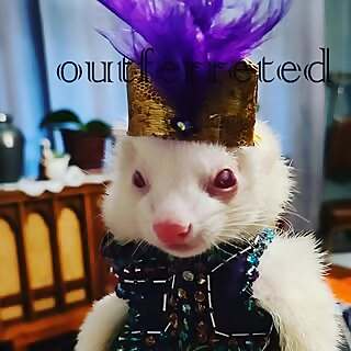 Outferreted