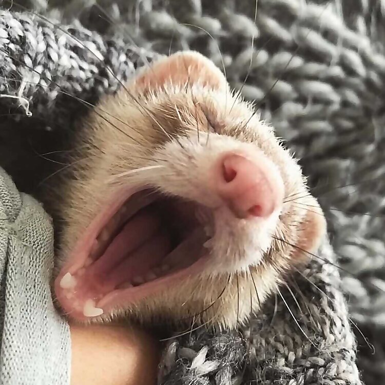 Fidget, Nala, Tink, Misty & Roxanne